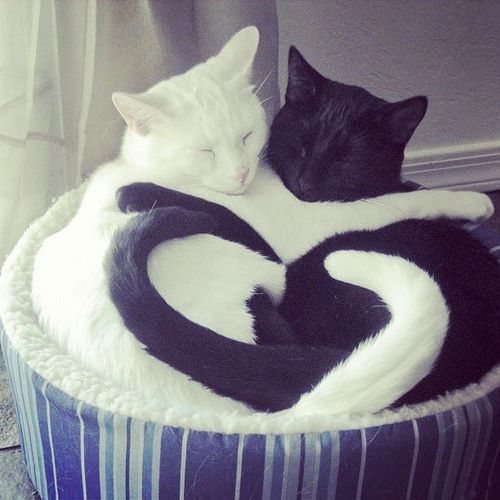 imágenes de amor con gatos