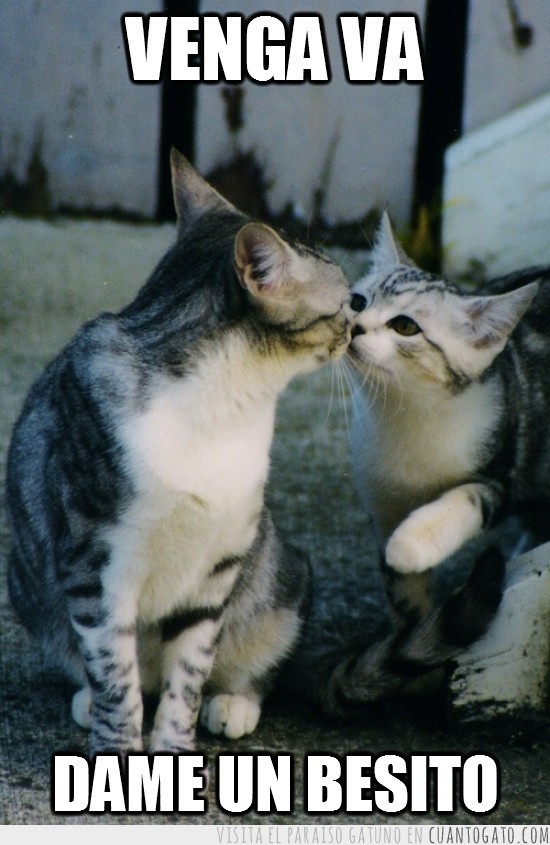 imágenes de amor con gatos